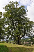 Památný strom Kobzova lípa