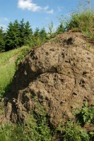 Jedna ze skal tvořící Přírodní památku Pikritové mandlovce u Kojetína