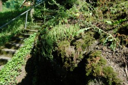 Skalní vegetace na obnažené skále je částečně přirozená, částečně uměle vysázená