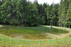 Upravené a zpevněné břehy rybníků jsou osázeny listnatými druhy dřevin