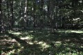 Lužní les Trnovec