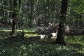 Lužní les Trnovec s padlými kmeny