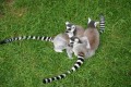 Lemur kata pochází z Madagaskaru