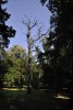 Charakter parku dokreslují stojící suché kmeny mrtvých stromů