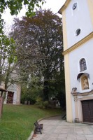 Buk lesní ve svahu nad kostelem