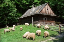 Rožnovský skanzen se snaží rekonstruovat i hospodářský život na Valašsku