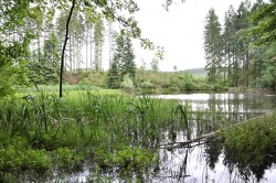 Bohatá mokřadní společenstva druhů přesličky a orobince