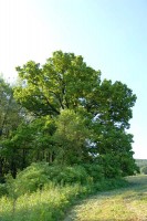 Památný strom Horákův dub