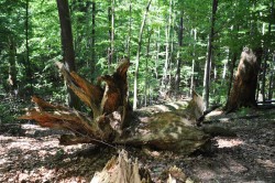 Ponechání odumřelých stromů v lese je typické pro bezzásahové území národní přírodní rezervace