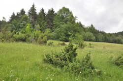 Jalovcová pastvina je předmětem ochrany v PR Růždecký Vesník