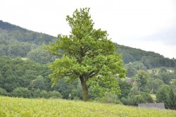 Památný strom Turpišův dub