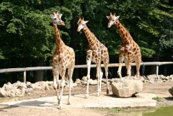 Žirafa Rothschildova patří k největším a nejvzácnějším poddruhům žiraf na světě