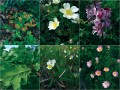 Mozaika různých kvetoucích rostlin, se kterými se můžete setkat nejen v Lesním lomu.