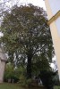 Památný strom buk lesní v Lešné