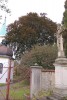 Pohled na památný strom od tzv. zadní brány kostela