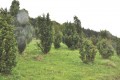 Jalovcová stráň je nejzachovalejší jalovcová pastvina Bílých Karpat