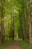 Lužním lesům dominují rychle rostoucí dřeviny