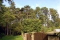 Vzrostlé borovice v areálu parku