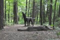 Smečka vlků v Pivečkově lesoparku je neškodná