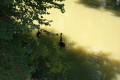 Vzácná labuť černá obývá vodní plochy v parku