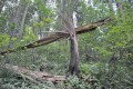Odumřelé, zlomené a vyvrácené stromy jsou ponechány v národní přírodní rezervaci
