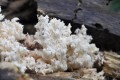 Detail houby korálovec