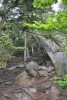 Velká návštěvnost Pulčínských skal má za následek mimo jiné obnažování kořenů na turistických chodnících