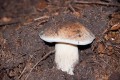 V okolí Mramůrky rostou překrásné houby