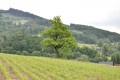 Osamocená poloha stromu v zemědělsky využívané krajině umožnila stromu se košatě rozrůstat