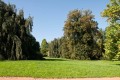 Vzrostlé stromy vévodí krajinářské části parku