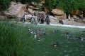 Tučňák Humboldtův patří k nejteplomilnějším druhům tučňáků žijících na pobřeží Chile a Peru