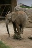 Zdejší slonice nejsou součástí žádného cirkusového vystoupení - i přes to překvapují atrakcemi, které dělají dobrovolně