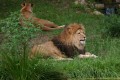 Lví samec Trezor a samice Míša jsou v lešenské zoo od roku 1995