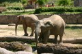 V ZOO Lešná jsou 3 samice afrických slonů dovezené v roce 2003 z Krügerova národního parku v Jihoafrické republice