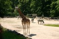 Celkem bylo v ZOO Lešná odchováno 10 mláďat žirafy Rothschildovy