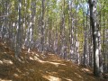 Mladý bukový les na hřbetu Kelčského Javorníku
